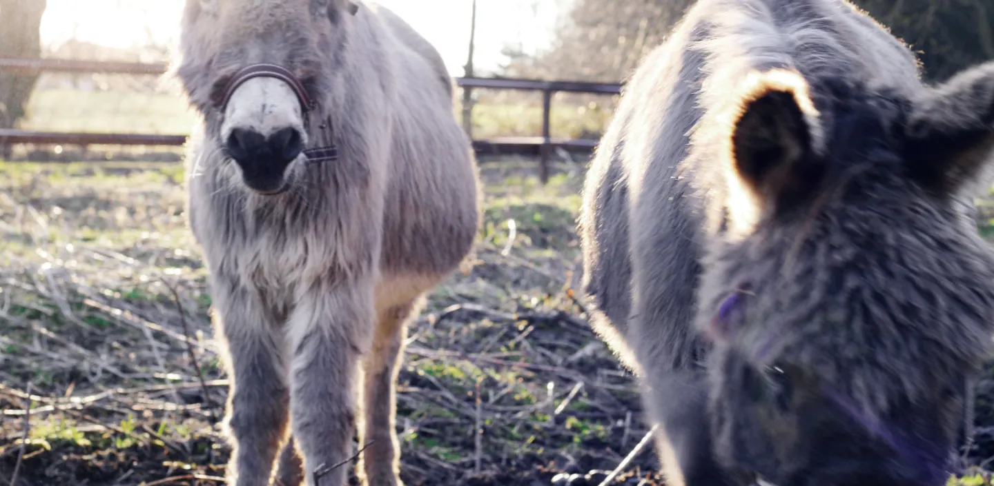 Esel auf einer Weide im Herbst.